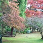 Autumn in the Garden