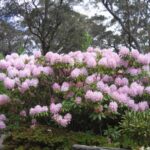 Rhododendren Gardens